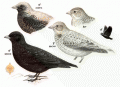 Черный жаворонок фото (Melanocorypha yeltoniensis) - изображение №1910 onbird.ru.<br>Источник: www.planetofbirds.com